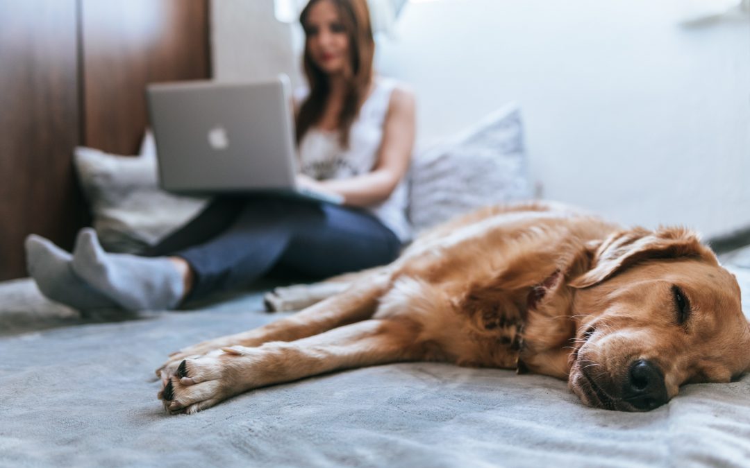 woman on a laptop and dog taking nap by her side