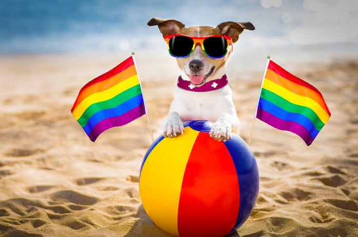 dog at beach supporting LGBTQIA teens and teen therapy in simi Valley, ca, 93065