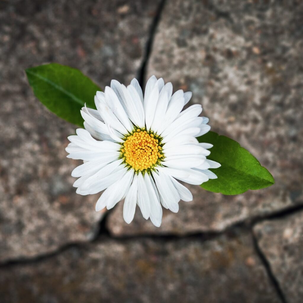 A single white daisy with green leaves, growing out of a crack in a rough, gray pavement.